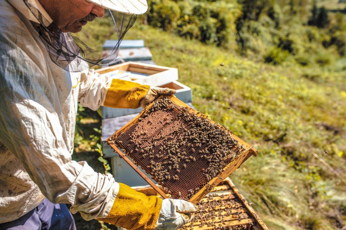 A BeeSmart bee handler inspecting a hive frame during a live bee removal