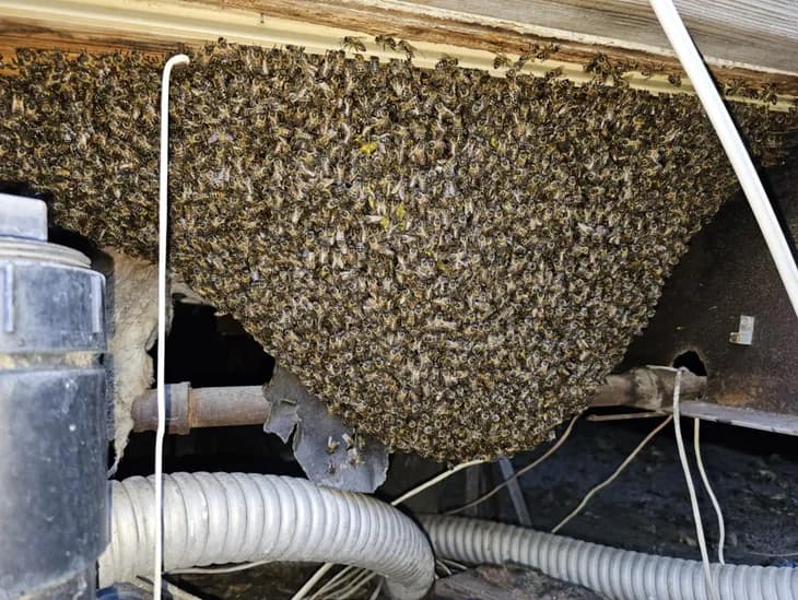 Honey bee infestation on a Hemet home