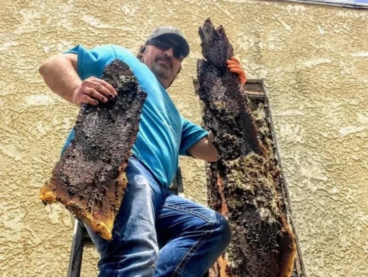 BeeSmart owner removing a hive from inside a wall