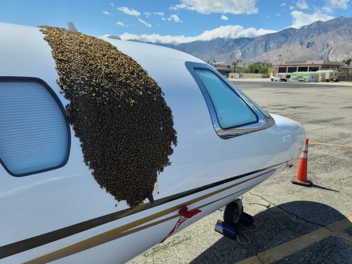 A honeybee swarm clustered on a private jet at Palm Springs International Airport
