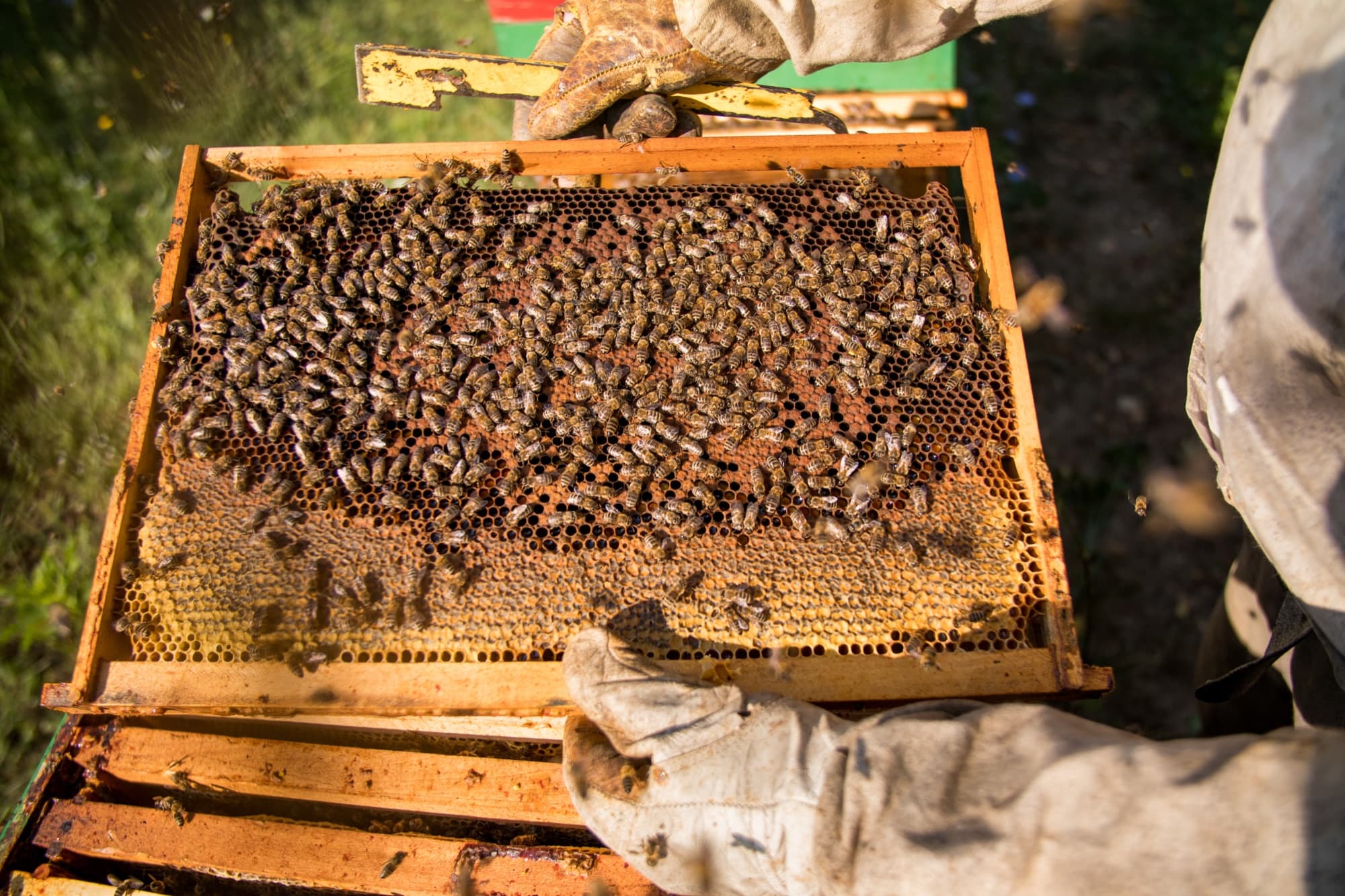 A BeeSmart beekeeper inspecting hive frames during a live bee removal