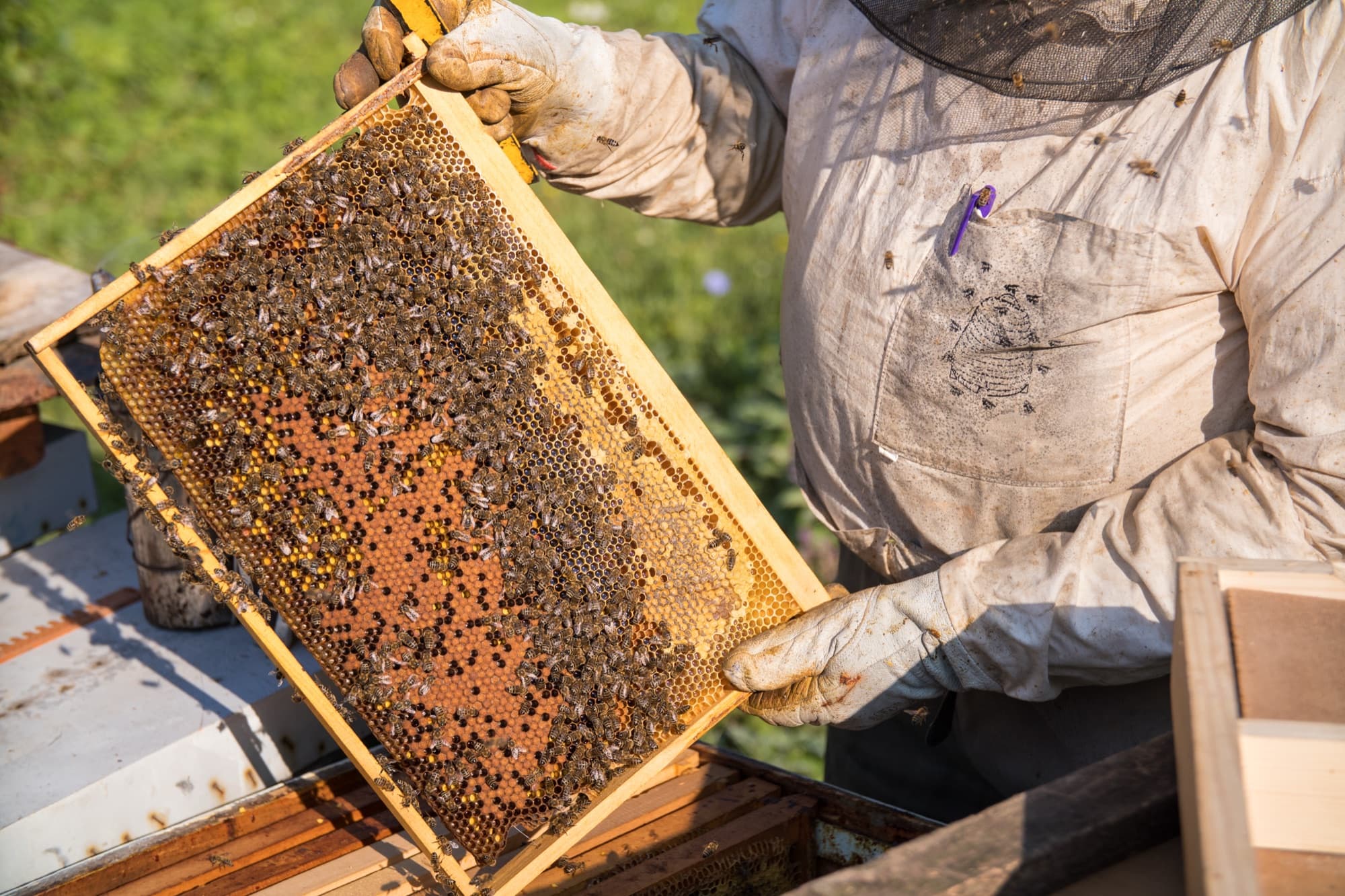 Beekeeper holding a hive frame covered in honey bees