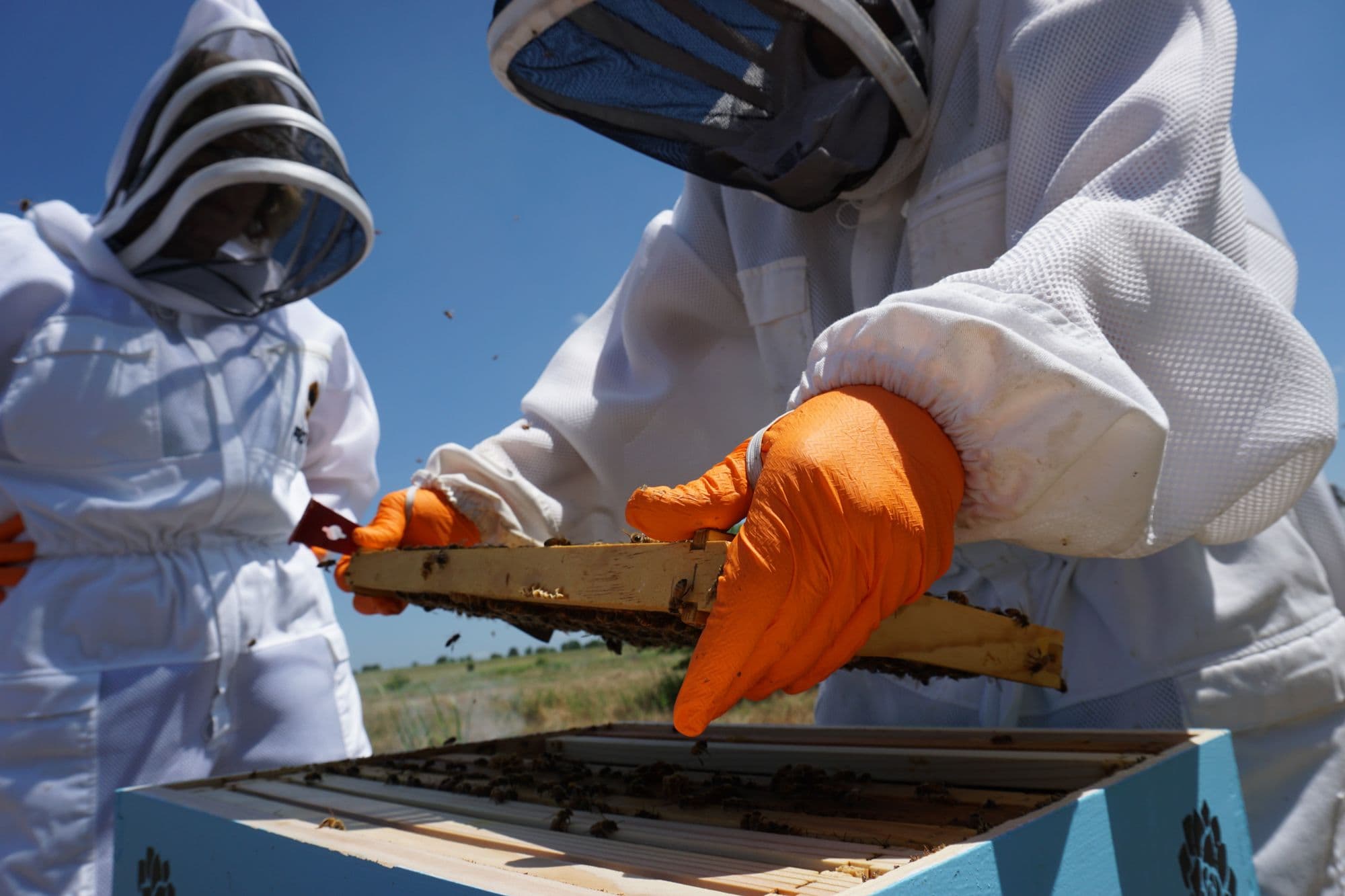 Two beekeepers in protective suits examining a honey frame