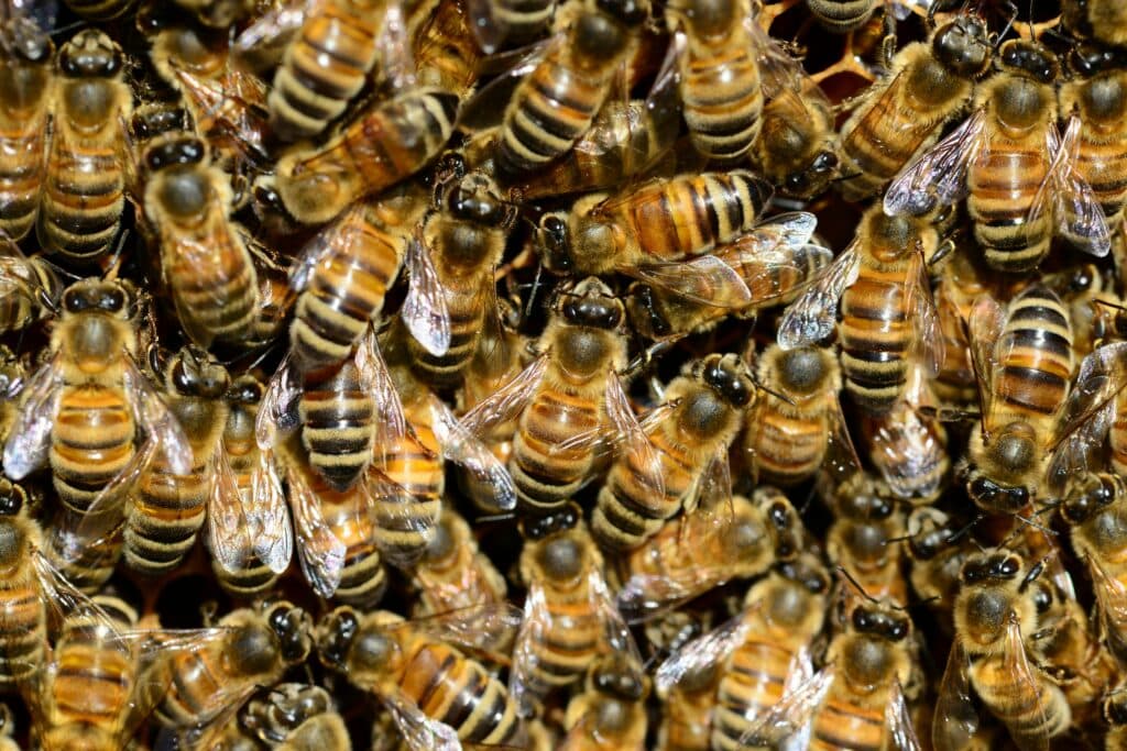 Live bee removal and relocation in Lake Elsinore