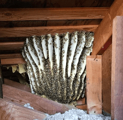 Humane bee removal in Temecula
