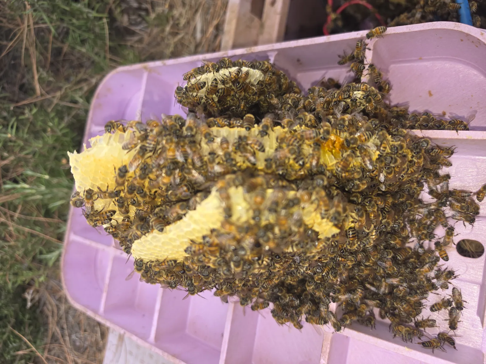 Golden honeycomb removed from the valve box, covered in bees, on the box lid