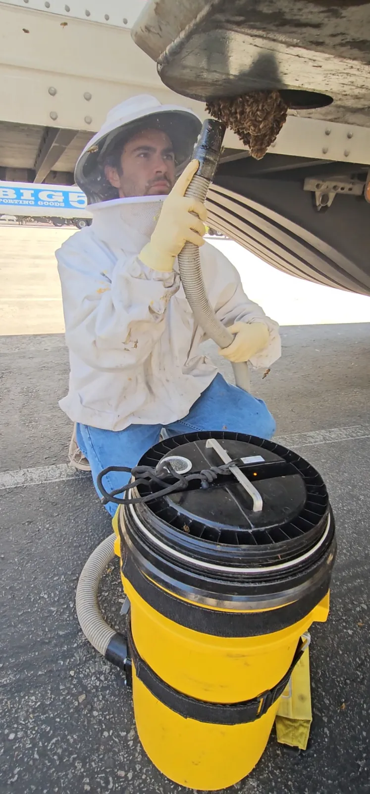 A BeeSmart technician in a bee suit vacuuming a swarm from underneath a truck in Ontario