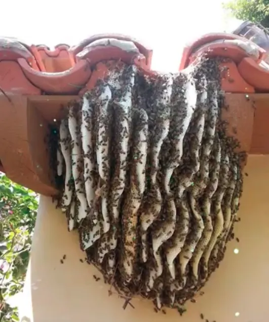 An exposed honeybee colony with long white combs hanging from a tile roof edge in Palm Desert