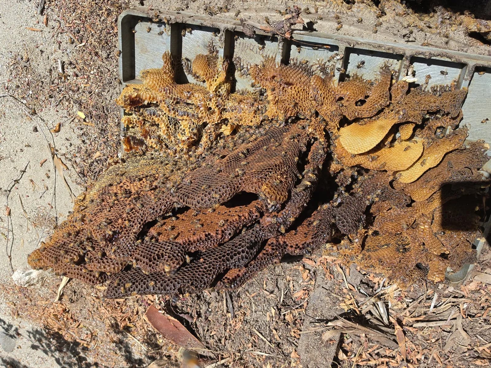 Aged brood comb and honeycomb removed from the Palm Springs ground valve box