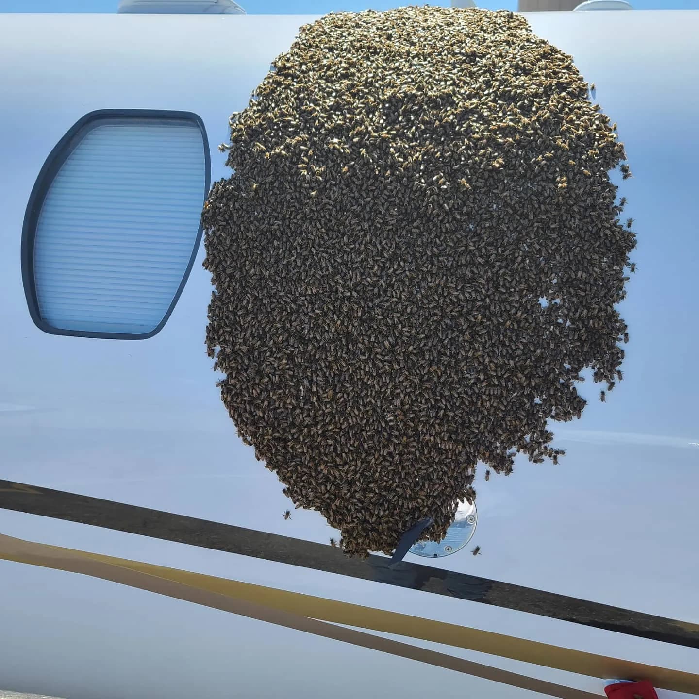 Close-up of a football-sized honeybee cluster on the white fuselage of a private jet