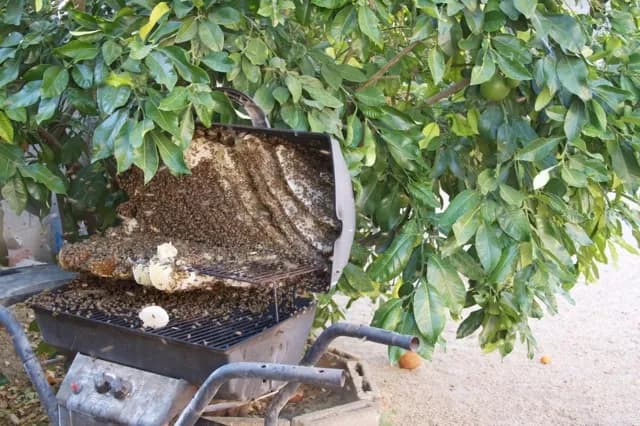 An open barbecue grill packed with honeycomb and bees under a citrus tree in Riverside