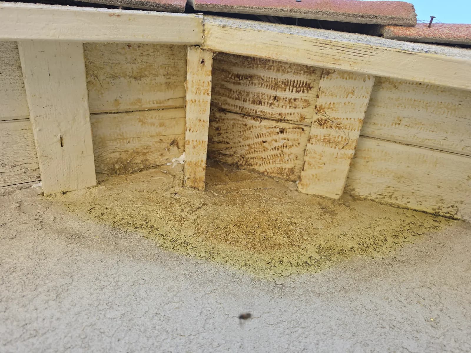 The roof underhang cavity emptied and scraped clean after the hive was removed