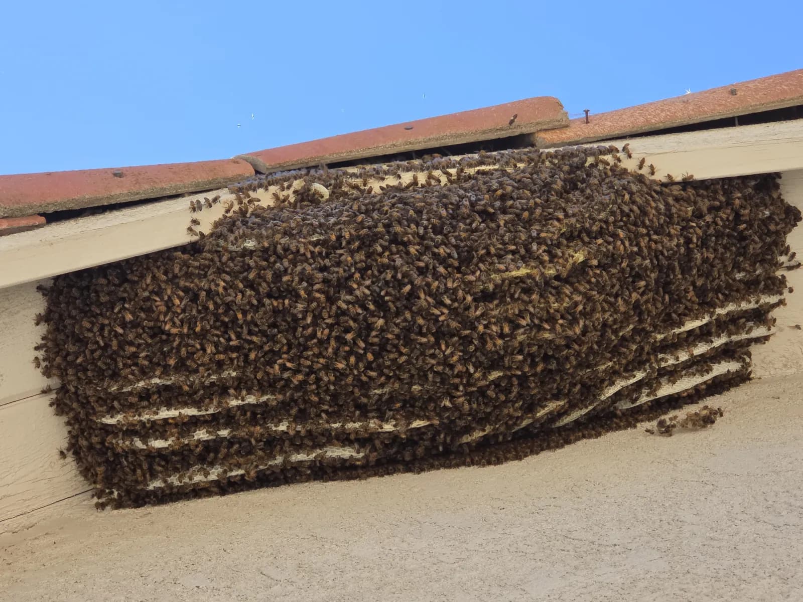 A large exposed honeybee hive covered in bees under the tile roof underhang of a San Jacinto home