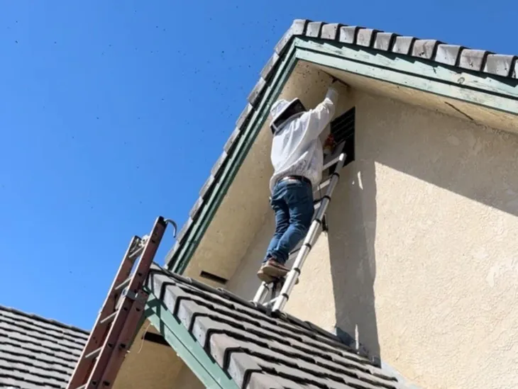 Residential bee removal in Cathedral City