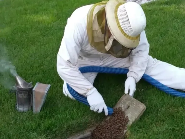 Protecting our pollinators with BeeSmart Bee Removal in La Quinta
