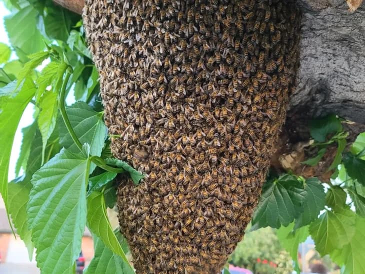 Wasp and hornet infestation removal