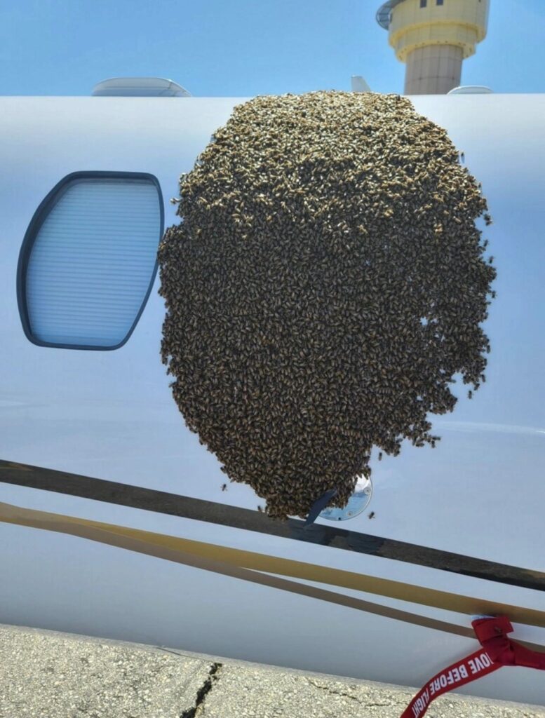 BeeSmart Bee Removal removing bees from a private jet in Palm Springs