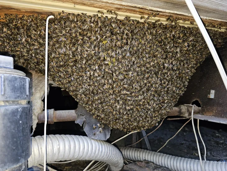 bee removal palm desert