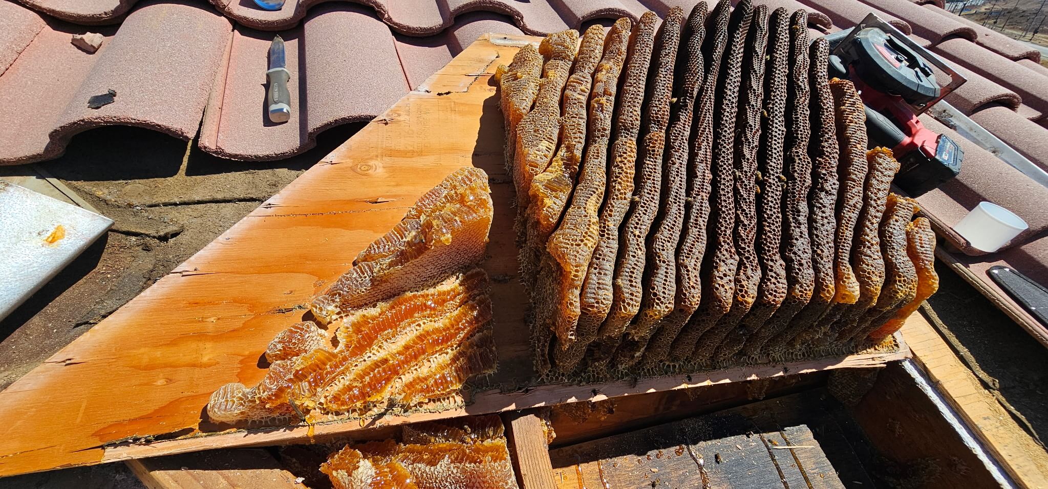 Bee Smart Removal removing honey bees in Palm Springs