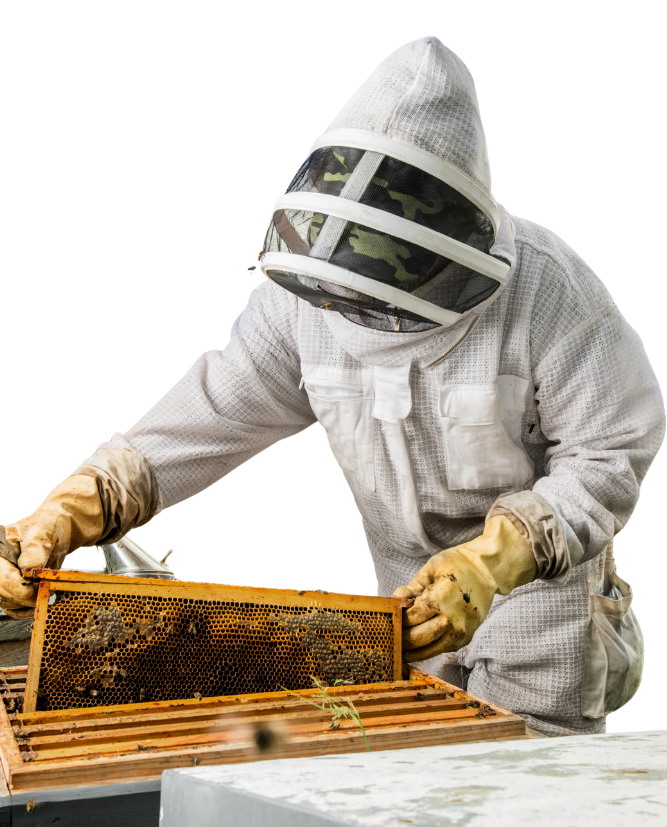 bee removal technician working on hive