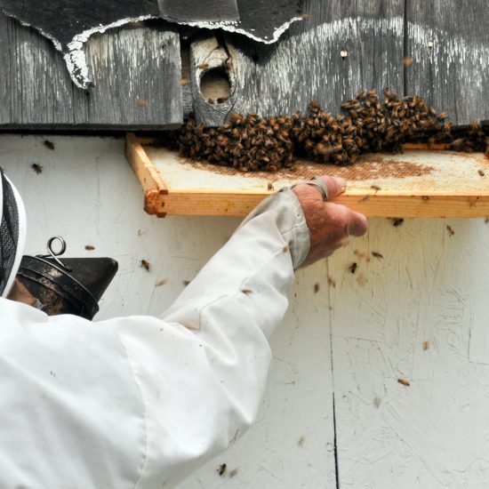 Man collecting queen bee and hive